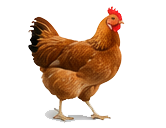 মুরগি