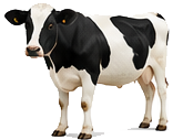 গরু