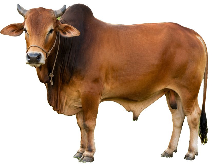 গরু