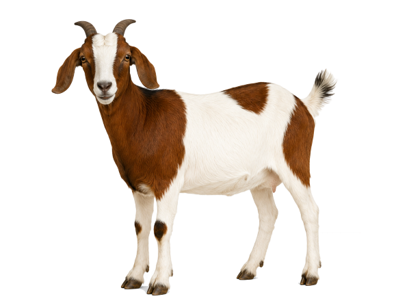 ছাগল